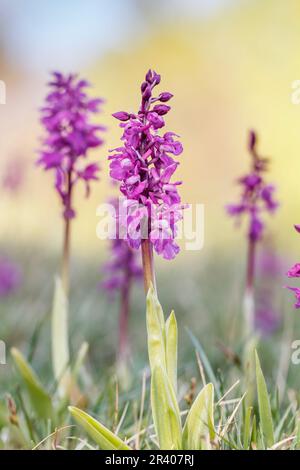 Orchis mascula, conosciuta come orchidea porpora precoce, orchidea macellaio blu, ocis porpora precoce Foto Stock