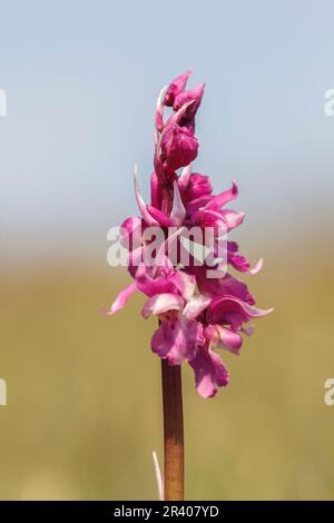 Orchis mascula, conosciuta come orchidea porpora precoce, orchidea macellaio blu, ocis porpora precoce Foto Stock