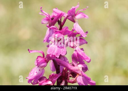 Orchis mascula, conosciuta come orchidea porpora precoce, orchidea macellaio blu, ocis porpora precoce Foto Stock