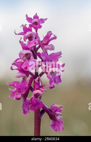 Orchis mascula, conosciuta come orchidea porpora precoce, orchidea macellaio blu, ocis porpora precoce Foto Stock