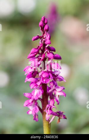 Orchis mascula, conosciuta come orchidea porpora precoce, orchidea macellaio blu, ocis porpora precoce Foto Stock