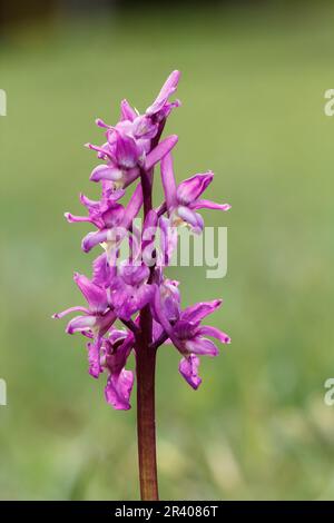 Orchis mascula, conosciuta come orchidea porpora precoce, orchidea macellaio blu, ocis porpora precoce Foto Stock