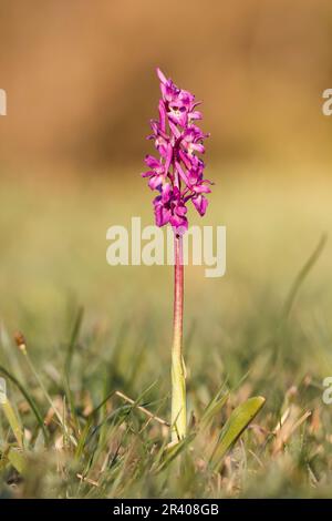 Orchis mascula, conosciuta come orchidea porpora precoce, orchidea macellaio blu, ocis porpora precoce Foto Stock