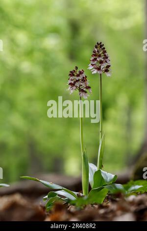 Orchis purpurea, conosciuta come la signora orchidea Foto Stock