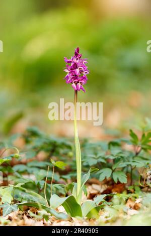 Orchis mascula, conosciuta come orchidea porpora precoce, orchidea macellaio blu, ocis porpora precoce Foto Stock