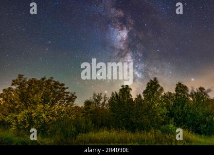 La Via Lattea estiva e l'area centrale galattica nel Sagittario sopra i cespugli. Foto Stock