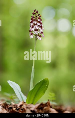 Orchis purpurea, conosciuta come la signora orchidea Foto Stock