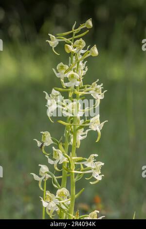 Platanthera clorantha, conosciuto come farfalla-orchidea maggiore, farfalla orchidea maggiore Foto Stock