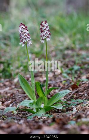 Orchis purpurea, conosciuta come la signora orchidea Foto Stock