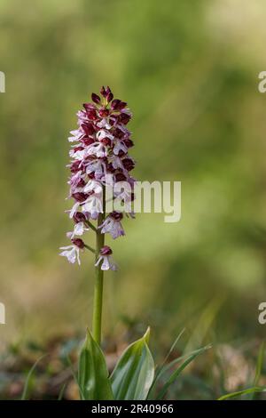 Orchis purpurea, conosciuta come la signora orchidea Foto Stock