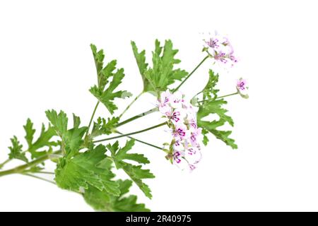 Pelargonium crispum il geranio profumato al limone isolato su fondo bianco Foto Stock