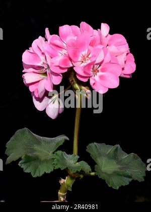 Fiore di pelargonio rosa su sfondo nero Foto Stock