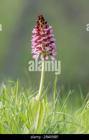 Orchis purpurea, conosciuta come la signora orchidea Foto Stock