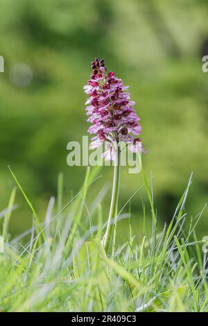 Orchis purpurea, conosciuta come la signora orchidea Foto Stock
