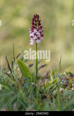 Orchis purpurea, conosciuta come la signora orchidea Foto Stock
