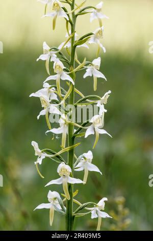 Platanthera clorantha, conosciuto come farfalla-orchidea maggiore, farfalla orchidea maggiore Foto Stock