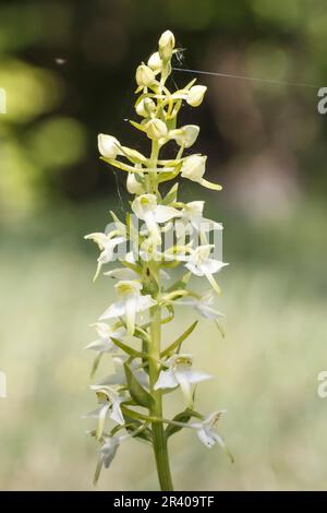 Platanthera clorantha, conosciuto come farfalla-orchidea maggiore, farfalla orchidea maggiore Foto Stock