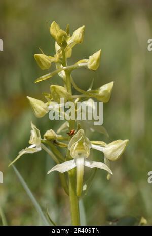 Platanthera clorantha, conosciuto come farfalla-orchidea maggiore, farfalla orchidea maggiore Foto Stock