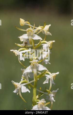 Platanthera clorantha, conosciuto come farfalla-orchidea maggiore, farfalla orchidea maggiore Foto Stock