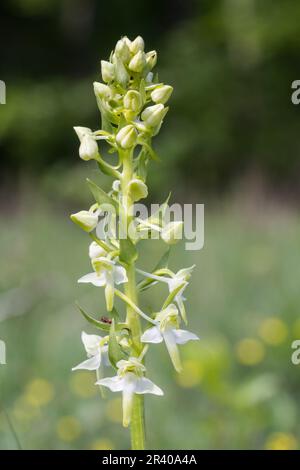 Platanthera clorantha, conosciuto come farfalla-orchidea maggiore, farfalla orchidea maggiore Foto Stock