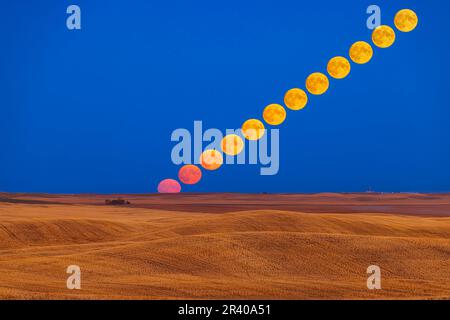 Intervallo di tempo della Luna di Mietitura che sorge su un campo di prateria raccolto nell'Alberta meridionale, Canada. Foto Stock