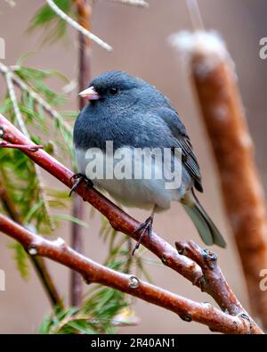 Primo piano di Junco vista frontale appollaiata con uno sfondo forestale nel suo ambiente e habitat circostante. Foto Junco dagli occhi scuri. Foto Stock