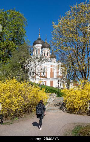 Giornata primaverile soleggiata al Giardino Komandandi con la chiesa ortodossa in stile Russo, la Cattedrale Alexander Nevsky, sullo sfondo a Tallinn, Estonia Foto Stock