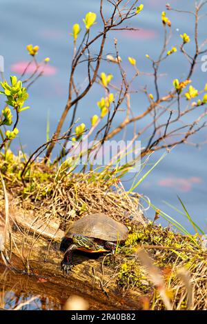 Tartaruga dipinta che riposa su un tronco nell'acqua con fondo acqua e vegetazione nel suo ambiente e habitat circostante. Immagine tartaruga. Foto Stock
