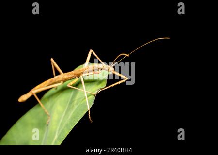 Insetto di bastone con alette rosa o insetto di bastone del Madagascar, Sipyloidea sipylus, Parco Nazionale di Analamazaotra. Fauna selvatica del Madagascar Foto Stock