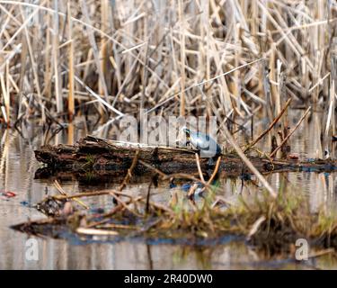 Tartaruga dipinta che riposa su un tronco nello stagno che mostra il suo guscio di tartaruga, testa, zampe e coda nel suo ambiente e habitat. Immagine tartaruga. Foto Stock