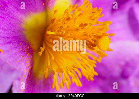 Estepa Blanca (Cistus albidus). Puig de Randa.Llucmajo-Algaidar.Mallorca.Baleares.EspaÃ±a.. Foto Stock