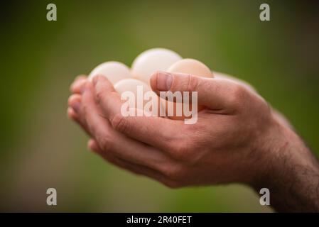 Farmer con pollo fresco biologico uova crude mani uomo primo piano fuoco selettivo galline ecologicamente cresciute in fienile di campagna agricola bio an Foto Stock