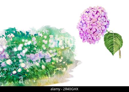Acquerello illustrazione di cespuglio e rami di idrangea. Idrangea tenera blu, rosa, bianca. Foto Stock