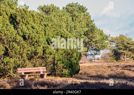 Schiarimento Foto Stock