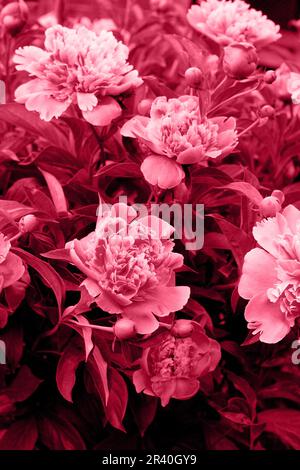 Peonia sfondo naturale. Colore trendy dell'anno 2023 - Viva Magenta. Foto Stock