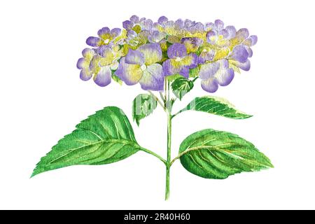 Acquerello illustrazione del ramo di idrangea. Idrangea delicata, blu, rosa, bianca. Foto Stock