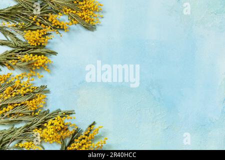 Mimosa fiori su sfondo blu. Giorno della donna, giorno della mamma, giorno di San Valentino, festa di compleanno. Biglietto d'auguri. Visualizza fr Foto Stock