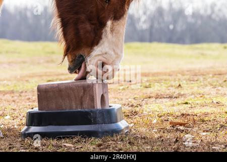 Un cavallo lecca e morde Un blocco di sale in Un pascolo su Un fienile locale Foto Stock