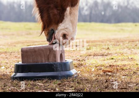 Un cavallo lecca e morde Un blocco di sale in Un pascolo su Un fienile locale Foto Stock