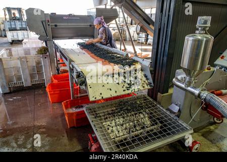 Una lavoratrice femmina preleva i detriti di foglie e steli dalle uve schiacciate nell'azienda vinicola Los Cuadros, Tupungato, Mendoza, Argentina. Il mosto di uve cade in Foto Stock