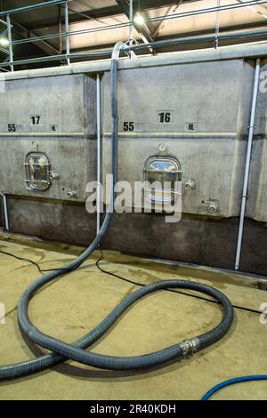 Il mosto d'uva viene pompato attraverso un tubo in una tazzina di fermentaio di cemento presso la Cantina Los Cuadros, Gualtallary, Tupungato, Mendoza, Argentina. Foto Stock