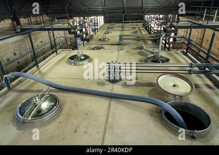 Il mosto d'uva viene pompato attraverso un tubo in una tazzina di fermentaio di cemento presso la Cantina Los Cuadros, Gualtallary, Tupungato, Mendoza, Argentina. Foto Stock