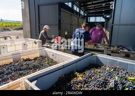 I lavoratori caricano l'uva su un trasportatore e prelevano le foglie nell'azienda vinicola Los Cuadros, Gualtallary, Tupungato, Mendoza, Argentina. Foto Stock