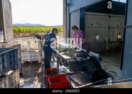 I lavoratori caricano l'uva su un trasportatore e prelevano le foglie nell'azienda vinicola Los Cuadros, Gualtallary, Tupungato, Mendoza, Argentina. Foto Stock