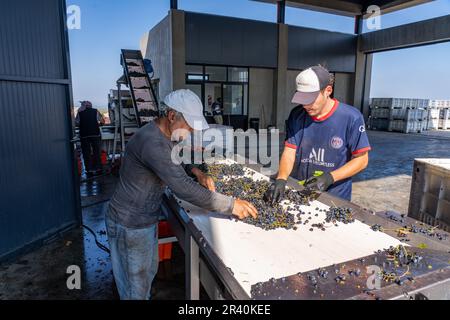 I lavoratori caricano l'uva su un trasportatore e prelevano le foglie nell'azienda vinicola Los Cuadros, Gualtallary, Tupungato, Mendoza, Argentina. Foto Stock