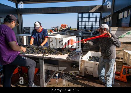 I lavoratori caricano l'uva su un trasportatore e prelevano le foglie nell'azienda vinicola Los Cuadros, Gualtallary, Tupungato, Mendoza, Argentina. Foto Stock