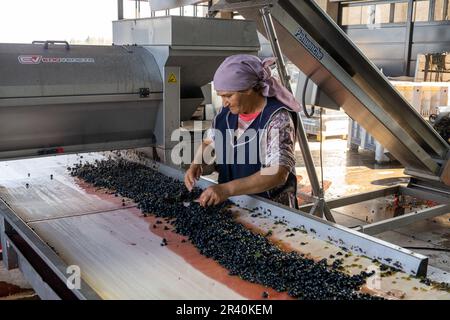 Una lavoratrice femmina preleva i detriti di foglie e steli dalle uve schiacciate nell'azienda vinicola Los Cuadros, Tupungato, Mendoza, Argentina. Foto Stock