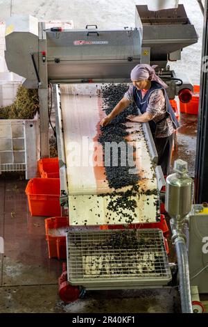 Una lavoratrice femmina preleva i detriti di foglie e steli dalle uve schiacciate nell'azienda vinicola Los Cuadros, Tupungato, Mendoza, Argentina. Il mosto di uve cade in Foto Stock