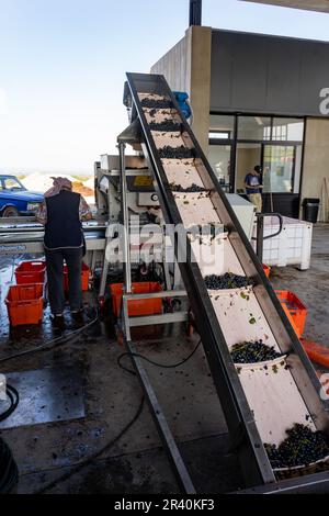 Un trasportatore sposta l'uva fino a cadere nella macchina frantumatrice/diraspatrice dell'azienda vinicola Los Cuadros, Gualtallary, Mendoza, Argentina. Foto Stock