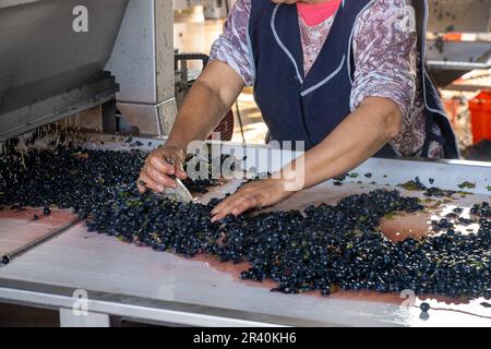 Una lavoratrice femmina preleva i detriti di foglie e steli dalle uve schiacciate nell'azienda vinicola Los Cuadros, Tupungato, Mendoza, Argentina. Foto Stock